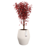 june split high 46cm bianco lino